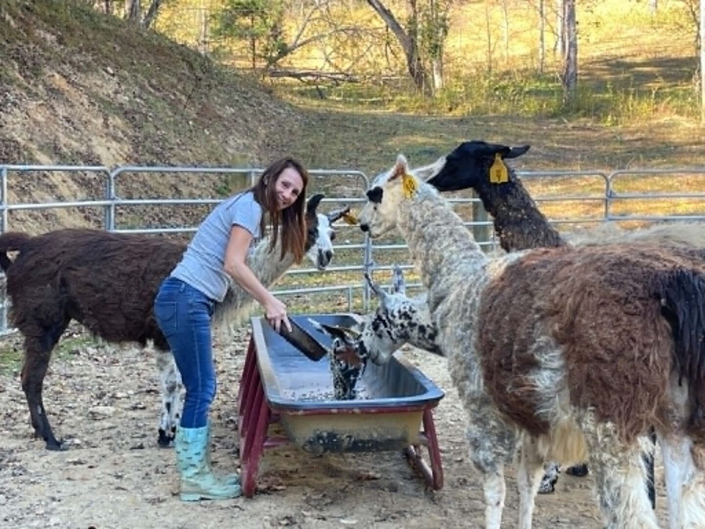 Woman feeding llamas in outdoor enclosure.