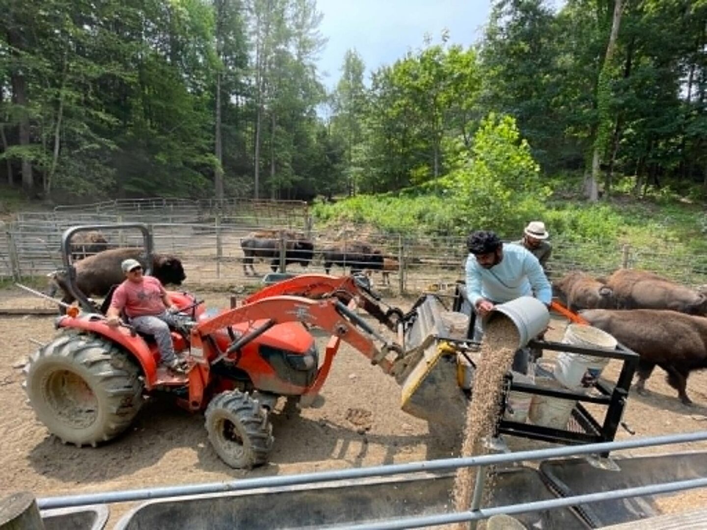 Feeding bison with tractor and grain.