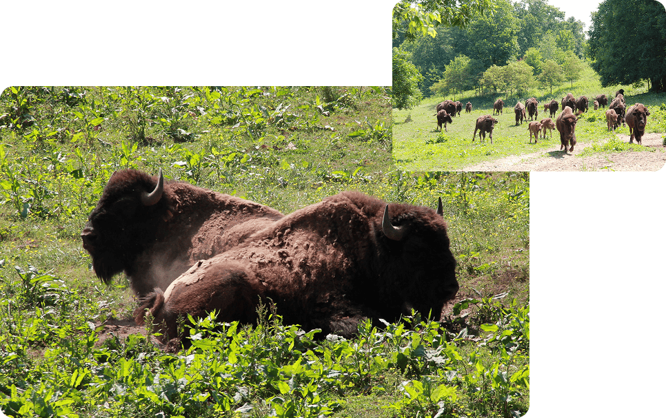 Resting bison in a grassy field.