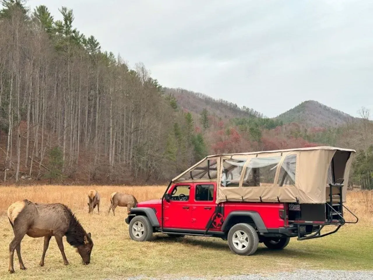 Red truck with tent near grazing elk.