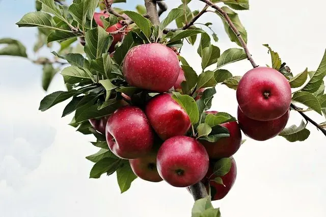 Red apples hanging on a tree branch.