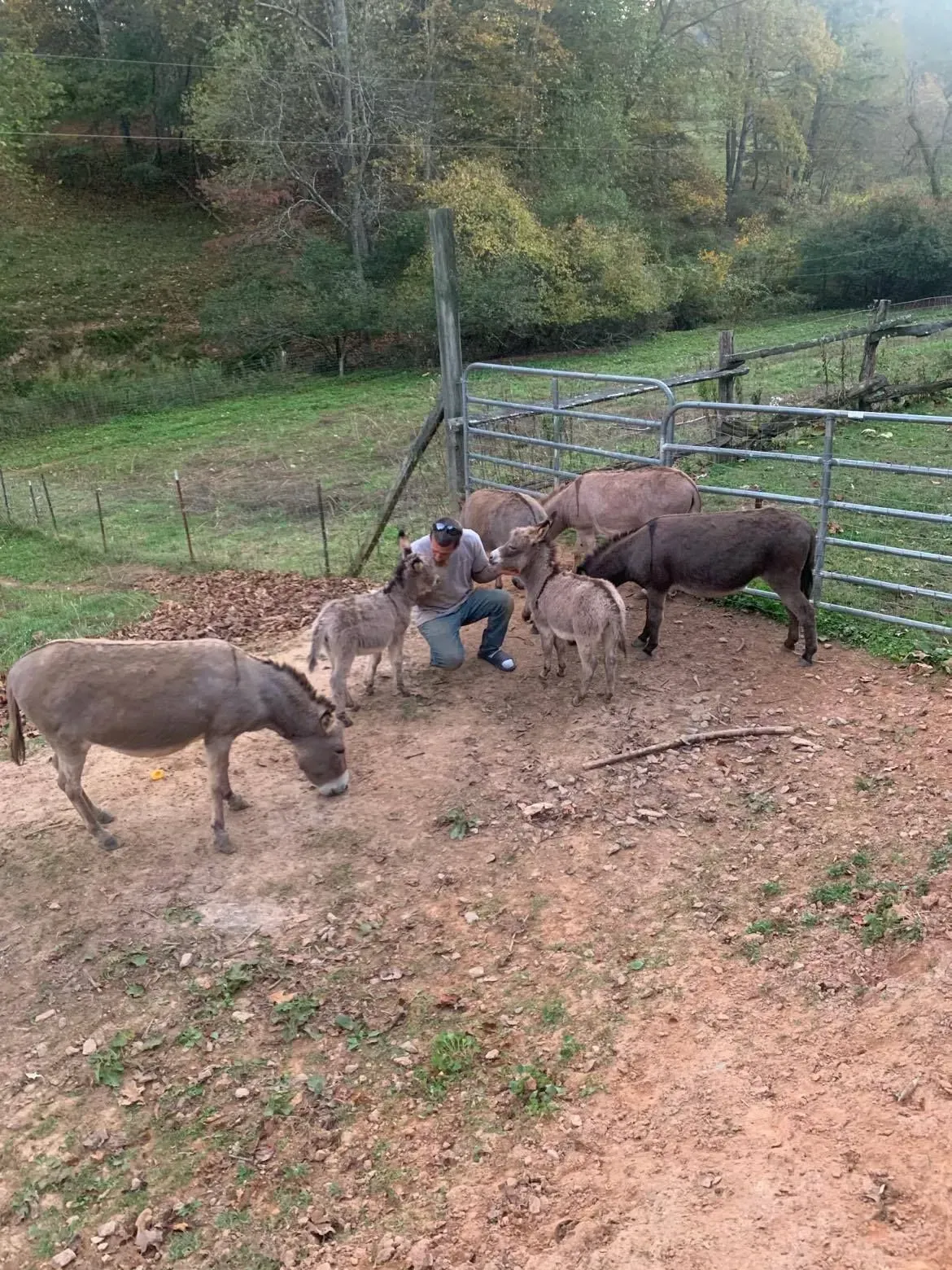 Person with donkeys in a fenced area.