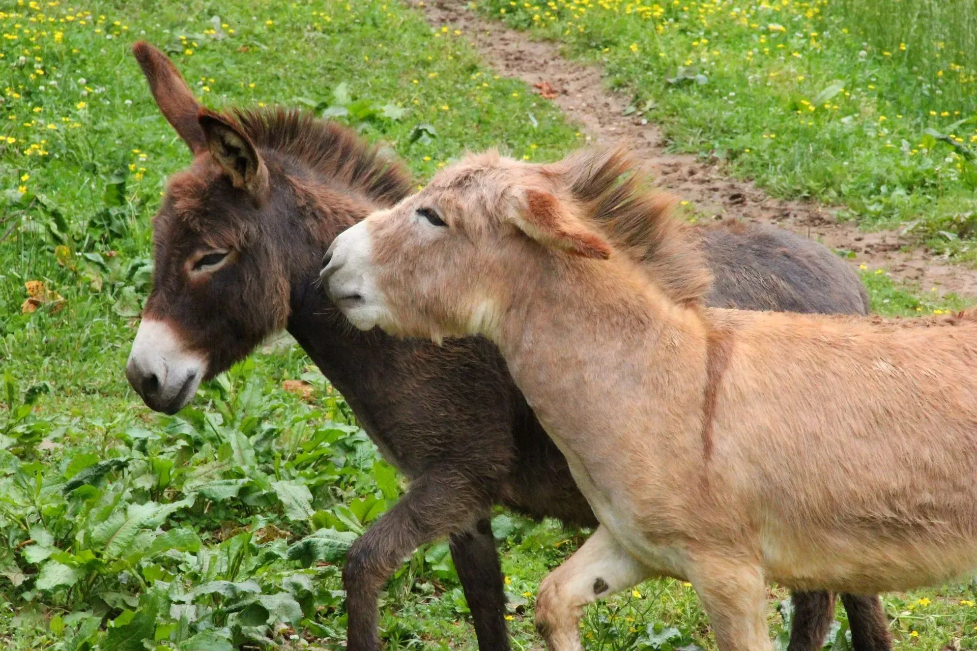 Two donkeys walking on grassy path.