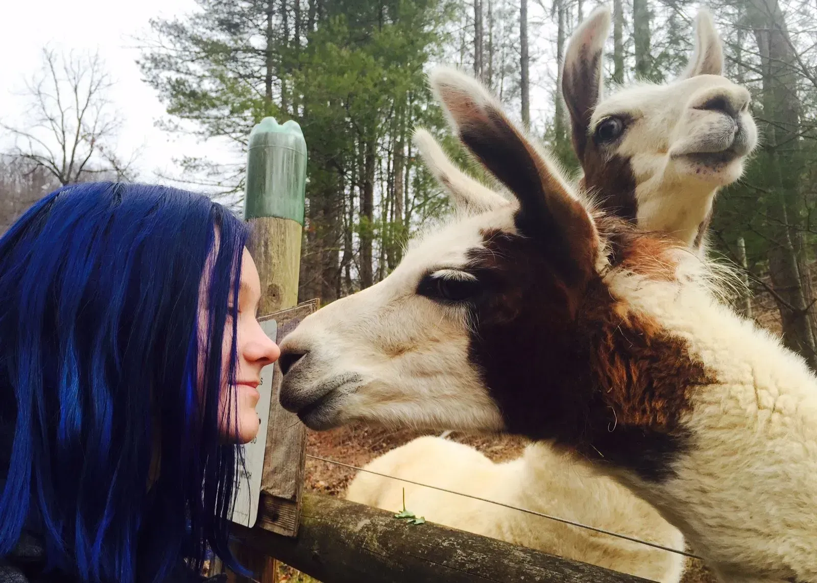 Person with blue hair and two llamas.