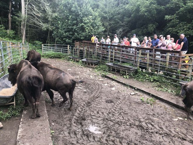 Bison in enclosure with observing crowd.