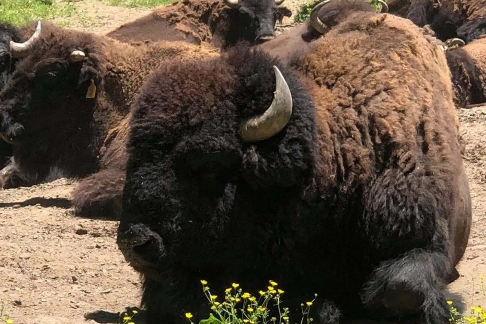 Resting bison herd on sunny day.