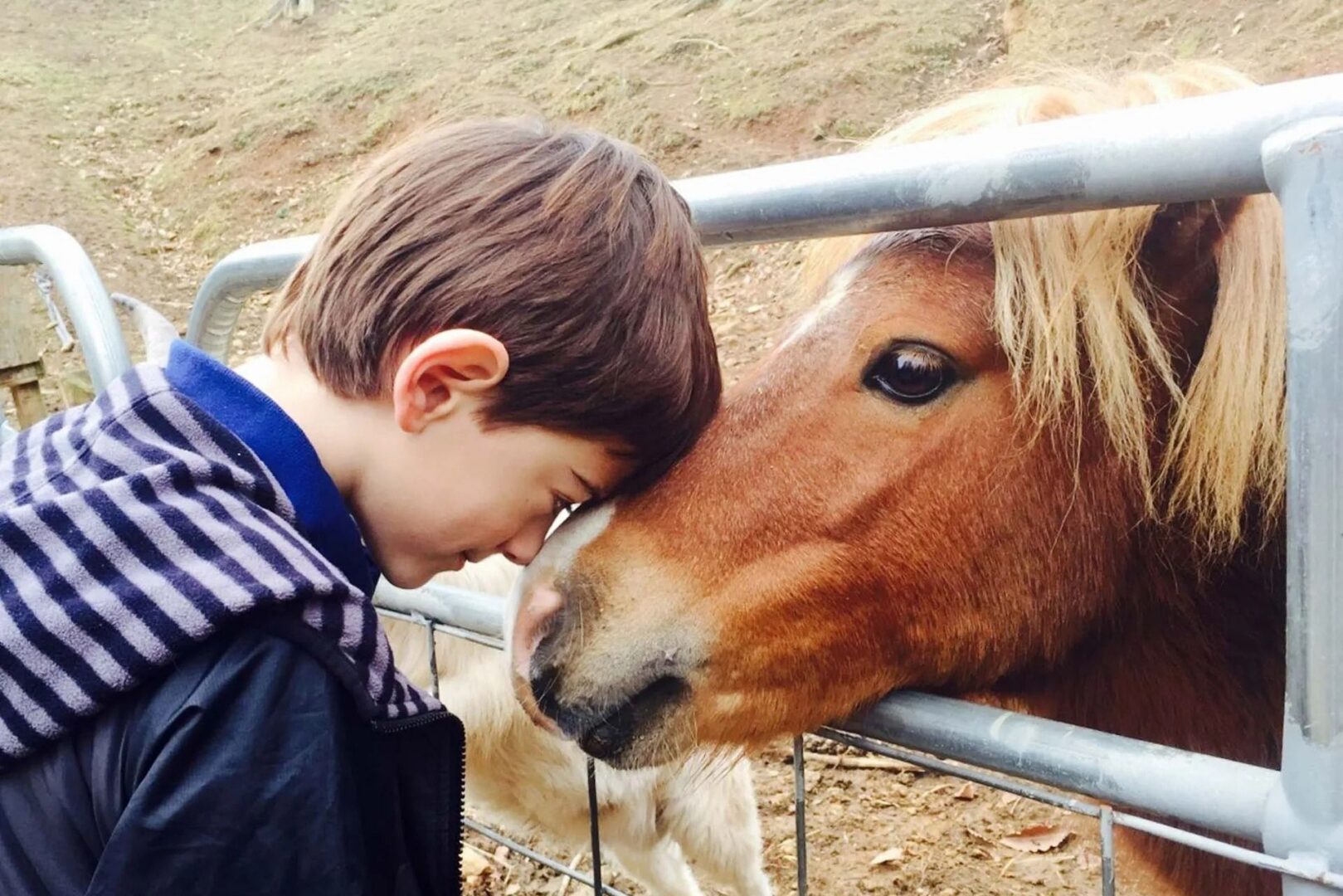 Child touching heads with small horse.