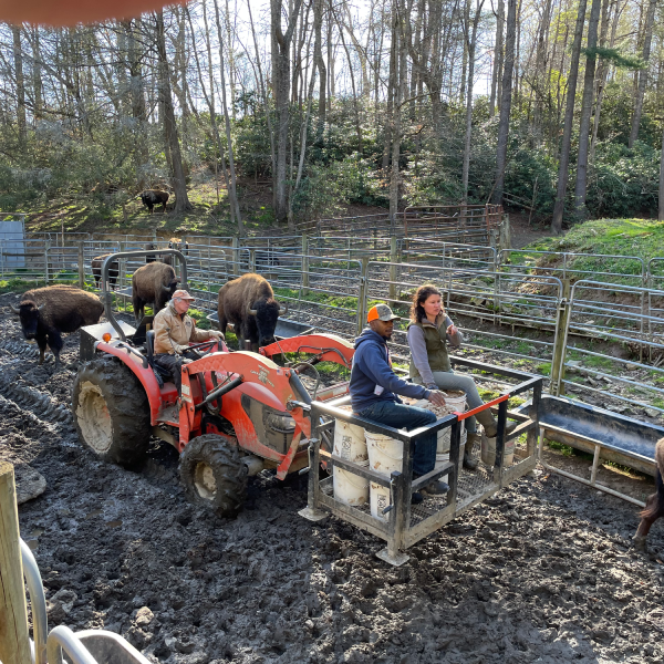 People on tractor with buffalo nearby.